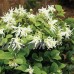 Emerald Snow Loropetalum, Evergreen Flowering Shrub   555106437